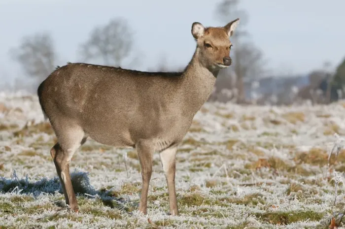 Framed Print : Sika Deer (Cervus nippon) introduced species, hind, winter coat, standing on frosty grass, Kent, England, January Framed Print : Sika Deer (Cervus nippon) introduced species, hind, winter coat, standing on frosty grass, Kent, England, January