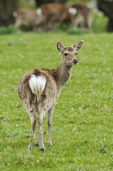 Sika Deer (Cervus nippon) introduced species, young hind, standing in field, Arne RSPB Reserve, Dorset, England, May