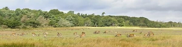 Sika Deer (Cervus nippon) introduced species, stags, hinds and calves, feeding in wetland habitat, Arne RSPB Reserve