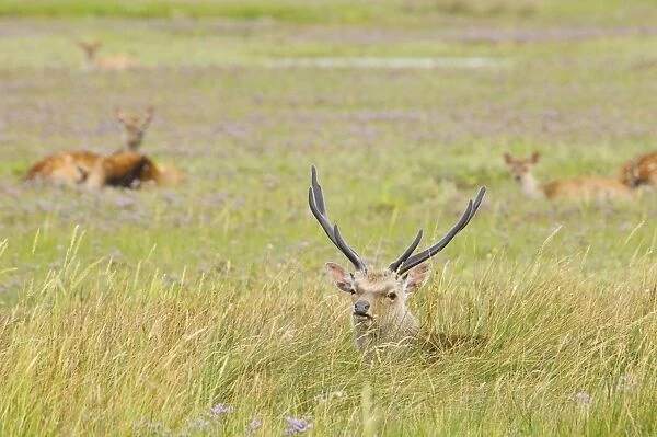 Sika Deer (Cervus nippon) introduced species, stag, resting in long grass, with hinds in background, Arne RSPB Reserve