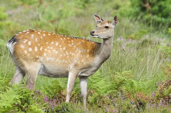 Sika Deer (Cervus nippon) introduced species, hind, standing in heather and bracken, Arne RSPB Reserve, Dorset