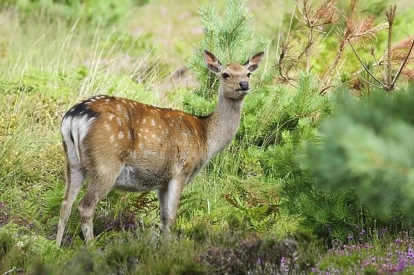 Sika Deer (Cervus nippon) introduced species, hind, standing in heather and bracken, Arne RSPB Reserve, Dorset