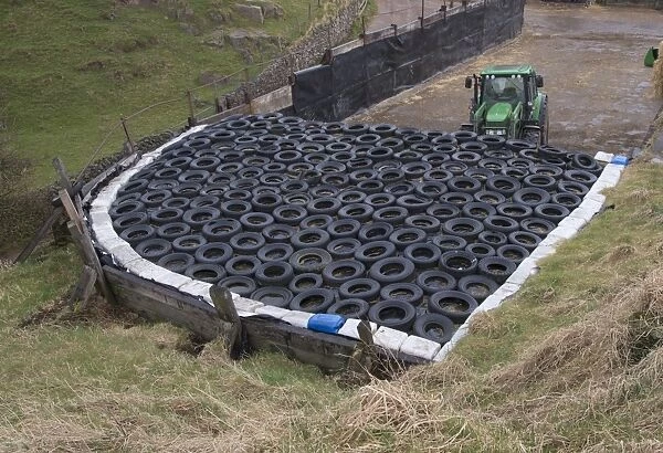 Silage clamp covered in car tyres, with John Deere tractor, Bootle, Cumbria, England, March