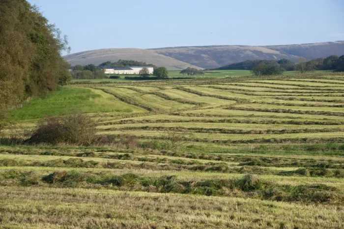 Framed Print : Silage crop, grass rowed ready for forage harvesting, Chipping, Lancashire, England, september Framed Print : Silage crop, grass rowed ready for forage harvesting, Chipping, Lancashire, England, september