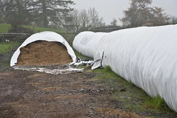 Silage in plastic Agbag type tube for feeding to beef cattle, Perth, Perthshire, Scotland, november