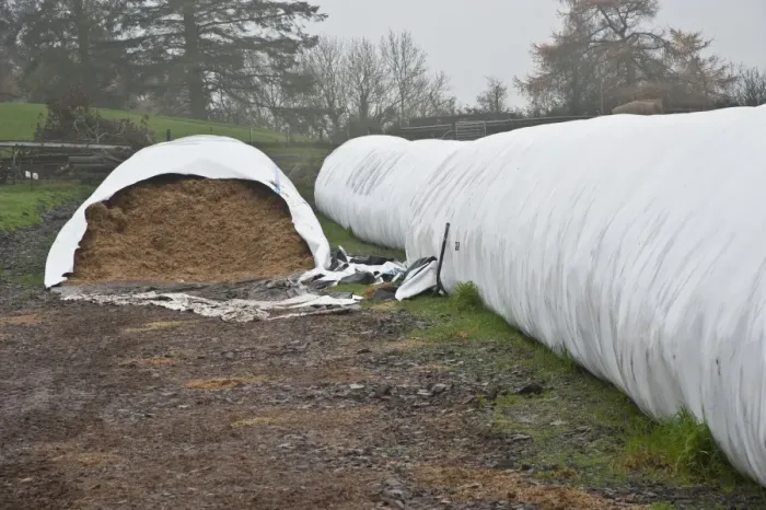 Framed Print : Silage in plastic Agbag type tube for feeding to beef cattle, Perth, Perthshire, Scotland, november Framed Print : Silage in plastic Agbag type tube for feeding to beef cattle, Perth, Perthshire, Scotland, november