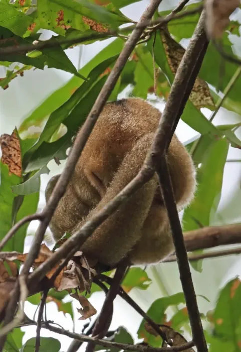 Framed Print : Silky Anteater (Cyclopes didactylus dorsalis) adult, sleeping in tree during daytime, Canopy Tower, Panama, November Framed Print : Silky Anteater (Cyclopes didactylus dorsalis) adult, sleeping in tree during daytime, Canopy Tower, Panama, November