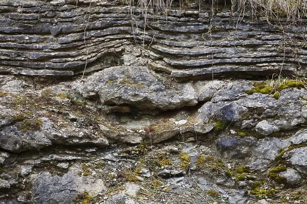Silurian limestone in quarry, showing layered bedding over reef formation, Knowle Quarry, Wenlock Edge, Shropshire