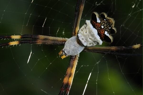 Silver Argiope (Argiope argentata) adult, close-up of cephalothorax and abdomen, resting in web, Rupununi, Guyana