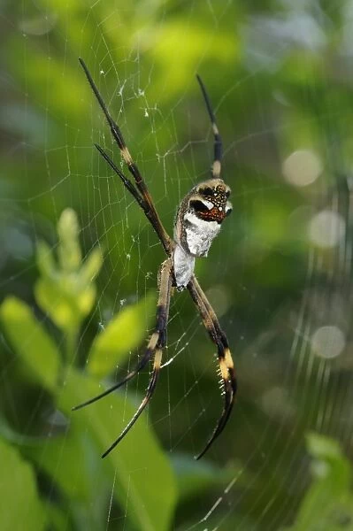 Silver Argiope (Argiope argentata) adult, resting in web, Rupununi, Guyana