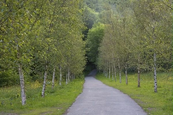 Silver Birch (Betula pendula) avenue, lining track through forest, Cwmcarn Forest Drive, Nantcarn Valley, Caerphilly