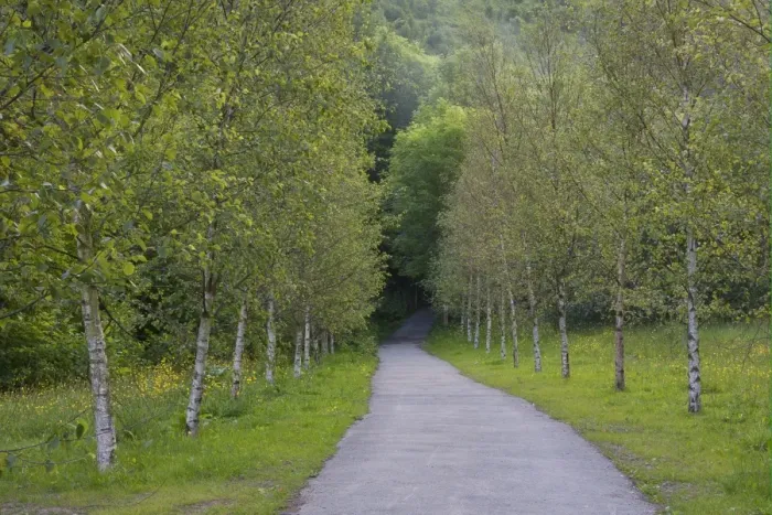 Framed Print : Silver Birch (Betula pendula) avenue, lining track through forest, Cwmcarn Forest Drive, Nantcarn Valley, Caerphilly Framed Print : Silver Birch (Betula pendula) avenue, lining track through forest, Cwmcarn Forest Drive, Nantcarn Valley, Caerphilly