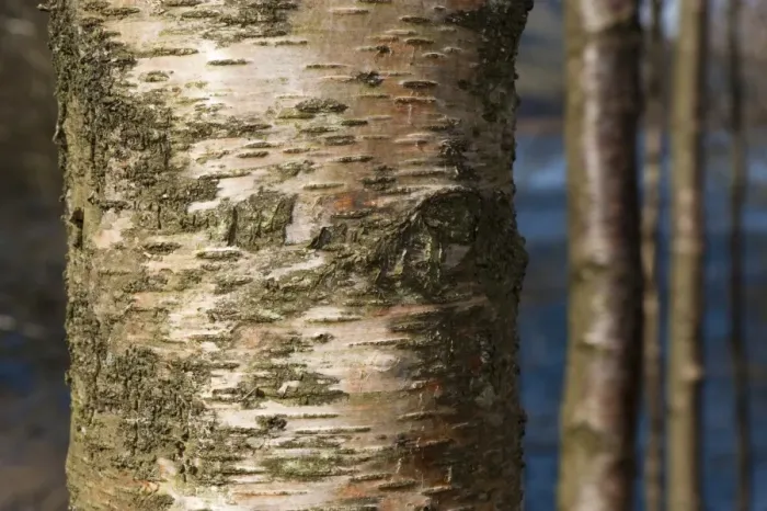 Framed Print : Silver Birch (Betula pendula) close-up of bark, growing in upland woodland, England, april Framed Print : Silver Birch (Betula pendula) close-up of bark, growing in upland woodland, England, april