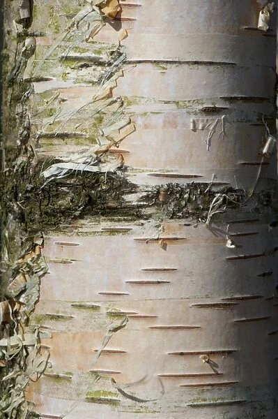 Silver Birch (Betula pendula) close-up of bark, growing in upland woodland, England, april