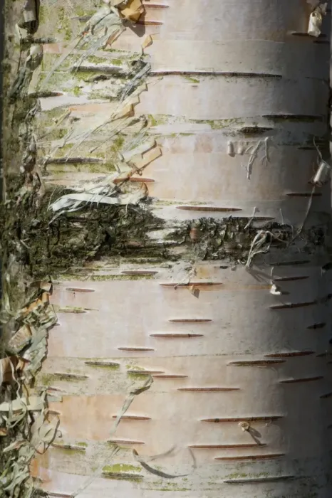 Framed Print : Silver Birch (Betula pendula) close-up of bark, growing in upland woodland, England, april Framed Print : Silver Birch (Betula pendula) close-up of bark, growing in upland woodland, England, april