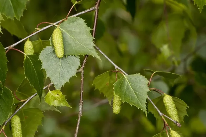 Framed Print : Silver Birch (Betula pendula) close-up of male catkins and leaves, Dorset, England, June Framed Print : Silver Birch (Betula pendula) close-up of male catkins and leaves, Dorset, England, June