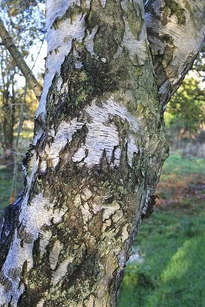 Silver Birch (Betula pendula) close-up of trunk, growing in woodland at edge of fen, in valley fen reserve