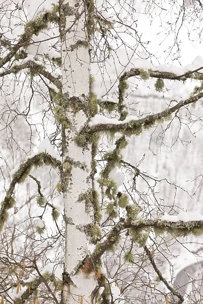 Silver Birch (Betula pendula) close-up of trunk and branches with lichens, covered with snow, Picos de Europa
