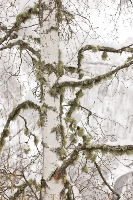 Framed Print : Silver Birch (Betula pendula) close-up of trunk and branches with lichens, covered with snow, Picos de Europa