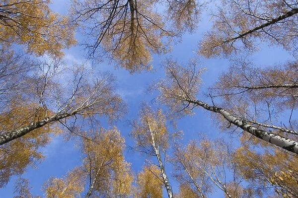 Silver Birch (Betula pendula) forest canopy, leaves in autumn colour, Sweden