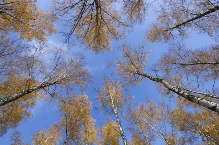 Framed Print : Silver Birch (Betula pendula) forest canopy, leaves in autumn colour, Sweden Framed Print : Silver Birch (Betula pendula) forest canopy, leaves in autumn colour, Sweden