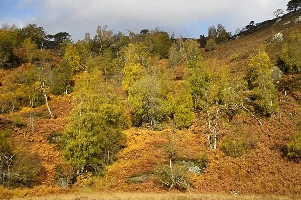 Silver Birch (Betula pendula) forest habitat, Glen Strathfarrar, Inverness-shire, Highlands, Scotland, October