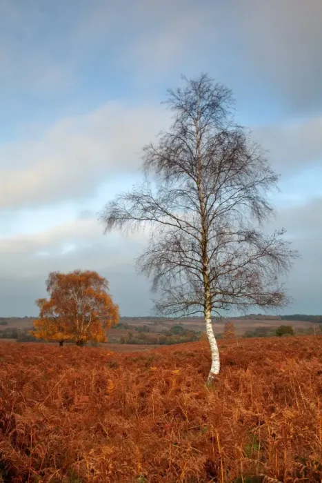 Framed Print : Silver Birch (Betula pendula) habit, growing amongst bracken in autumn colour, Mogshade Hill, Dorset, England, november