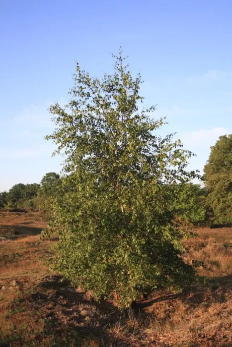 Framed Print : Silver Birch (Betula pendula) habit, growing in lowland heathland reserve, Wortham Ling, Upper Waveney Valley, Suffolk Framed Print : Silver Birch (Betula pendula) habit, growing in lowland heathland reserve, Wortham Ling, Upper Waveney Valley, Suffolk