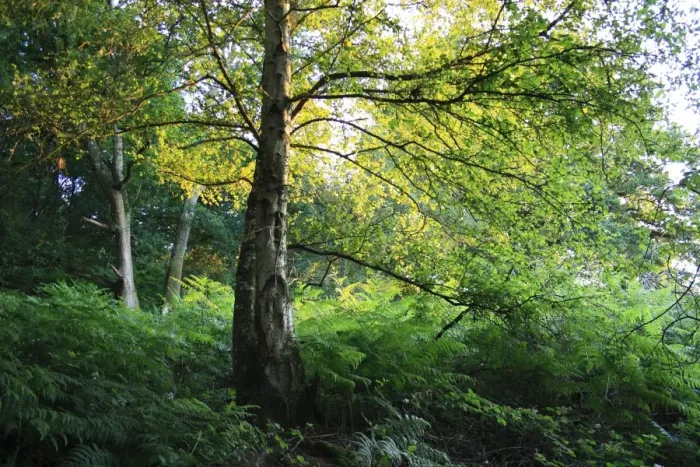Framed Print : Silver Birch (Betula pendula) habit, growing in woodland habitat in late evening sunlight Framed Print : Silver Birch (Betula pendula) habit, growing in woodland habitat in late evening sunlight