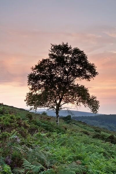 Silver Birch (Betula pendula) habit, silhouetted at sunset, Luccombe Hill, near Webbers Post, Exmoor N. P