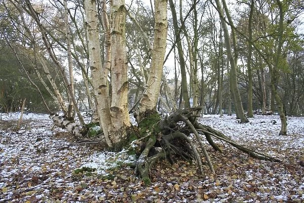 Silver Birch (Betula pendula) lateral growth of fallen trunk, in snow covered woodland habitat at edge of river valley