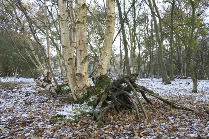Framed Print : Silver Birch (Betula pendula) lateral growth of fallen trunk, in snow covered woodland habitat at edge of river valley Framed Print : Silver Birch (Betula pendula) lateral growth of fallen trunk, in snow covered woodland habitat at edge of river valley