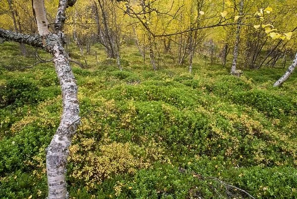 Silver Birch (Betula pendula) leaves in autumn colour, old growth forest habitat, Skibotn, Lapland, North Norway