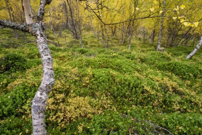 Framed Print : Silver Birch (Betula pendula) leaves in autumn colour, old growth forest habitat, Skibotn, Lapland, North Norway Framed Print : Silver Birch (Betula pendula) leaves in autumn colour, old growth forest habitat, Skibotn, Lapland, North Norway