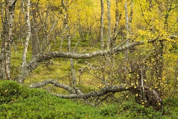 Silver Birch (Betula pendula) old growth forest habitat, with leaves in autumn colour, Skibotn, Lapland, North Norway