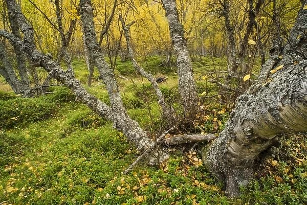 Silver Birch (Betula pendula) old growth forest habitat, with leaves in autumn colour, Skibotn, Lapland, North Norway