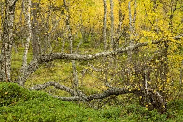 Framed Print : Silver Birch (Betula pendula) old growth forest habitat, with leaves in autumn colour, Skibotn, Lapland, North Norway Framed Print : Silver Birch (Betula pendula) old growth forest habitat, with leaves in autumn colour, Skibotn, Lapland, North Norway