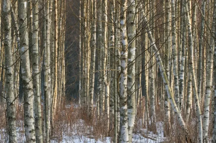 Framed Print : Silver Birch (Betula pendula) snow covered plantation, in late afternoon sunlight, Bialowieza N. P Framed Print : Silver Birch (Betula pendula) snow covered plantation, in late afternoon sunlight, Bialowieza N. P