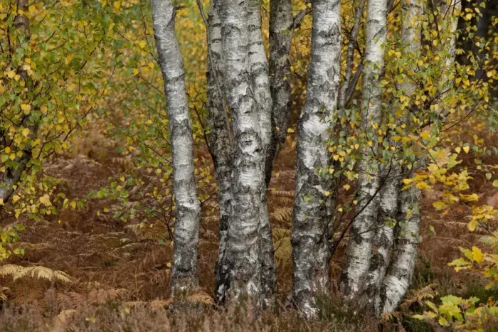 Framed Print : Silver Birch (Betula pendula) trunks and leaves in autumn colour, Greno Woods Reserve, Sheffield, South Yorkshire