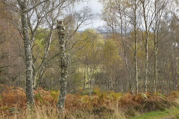 Silver Birch (Betula pendula) woodland habitat, Muir of Dinnet National Nature Reserve, Deeside, Aberdeenshire
