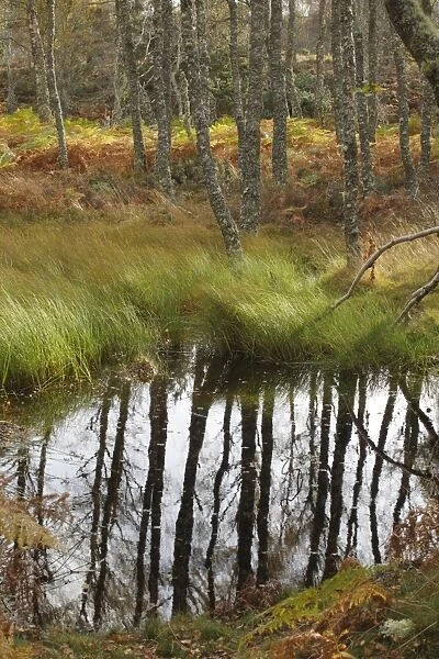 Silver Birch (Betula pendula) woodland habitat with freshwater pool, Muir of Dinnet National Nature Reserve, Deeside