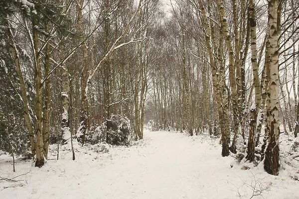 Silver Birch (Betula pendula) woodland habitat with snow covered path, Surrey, England, december