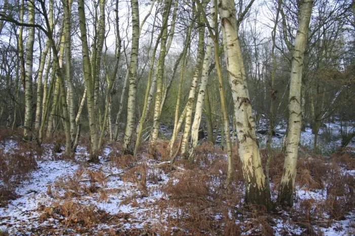 Framed Print : Silver Birch (Betula pendula) woodland habitat in snow, at edge of river valley fen, Redgrave and Lopham Fen N. N. R