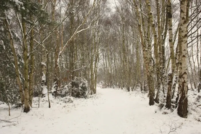 Framed Print : Silver Birch (Betula pendula) woodland habitat with snow covered path, Surrey, England, december Framed Print : Silver Birch (Betula pendula) woodland habitat with snow covered path, Surrey, England, december