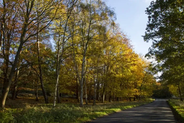 Framed Print : Silver birch trees in autumn colour by country road in Tunstall Forest, Suffolk
