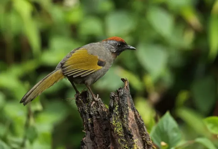 Framed Print : Silver-eared Laughingthrush (Trochalopteron melanostigma) adult, perched on stump, Doi Lang, Doi Pha Hom Pok N. P Framed Print : Silver-eared Laughingthrush (Trochalopteron melanostigma) adult, perched on stump, Doi Lang, Doi Pha Hom Pok N. P