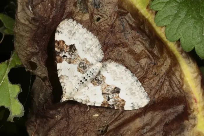 Framed Print : Silver-ground Carpet Moth (Xanthorhoe montanata) adult, Shropshire, England, may Framed Print : Silver-ground Carpet Moth (Xanthorhoe montanata) adult, Shropshire, England, may
