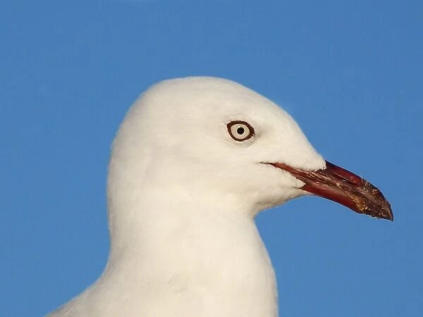 Silver Gull (Larus novaehollandiae) adult, close-up of head, Western Australia, Australia
