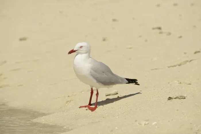 Framed Print : Silver Gull (Larus novaehollandiae) adult, standing on sandy beach, Queensland, Australia, November Framed Print : Silver Gull (Larus novaehollandiae) adult, standing on sandy beach, Queensland, Australia, November