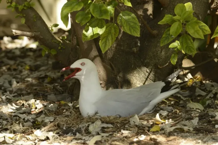Framed Print : Silver Gull (Larus novaehollandiae) adult, panting, sitting on nest, Queensland, Australia, November